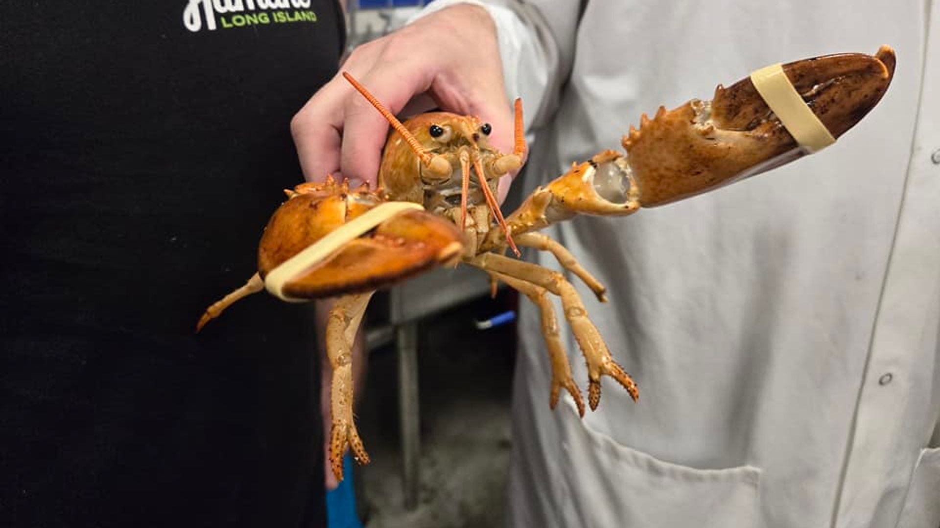 ‘Ultra rare’ orange lobster set free after ending up in supermarket seafood section