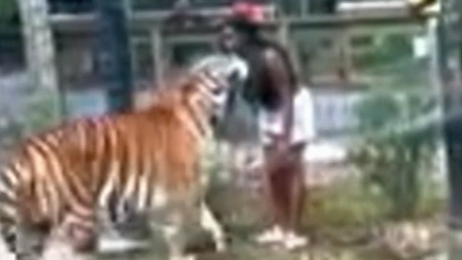 Woman charged after ‘climbing zoo fence and reaching into tiger’s cage’