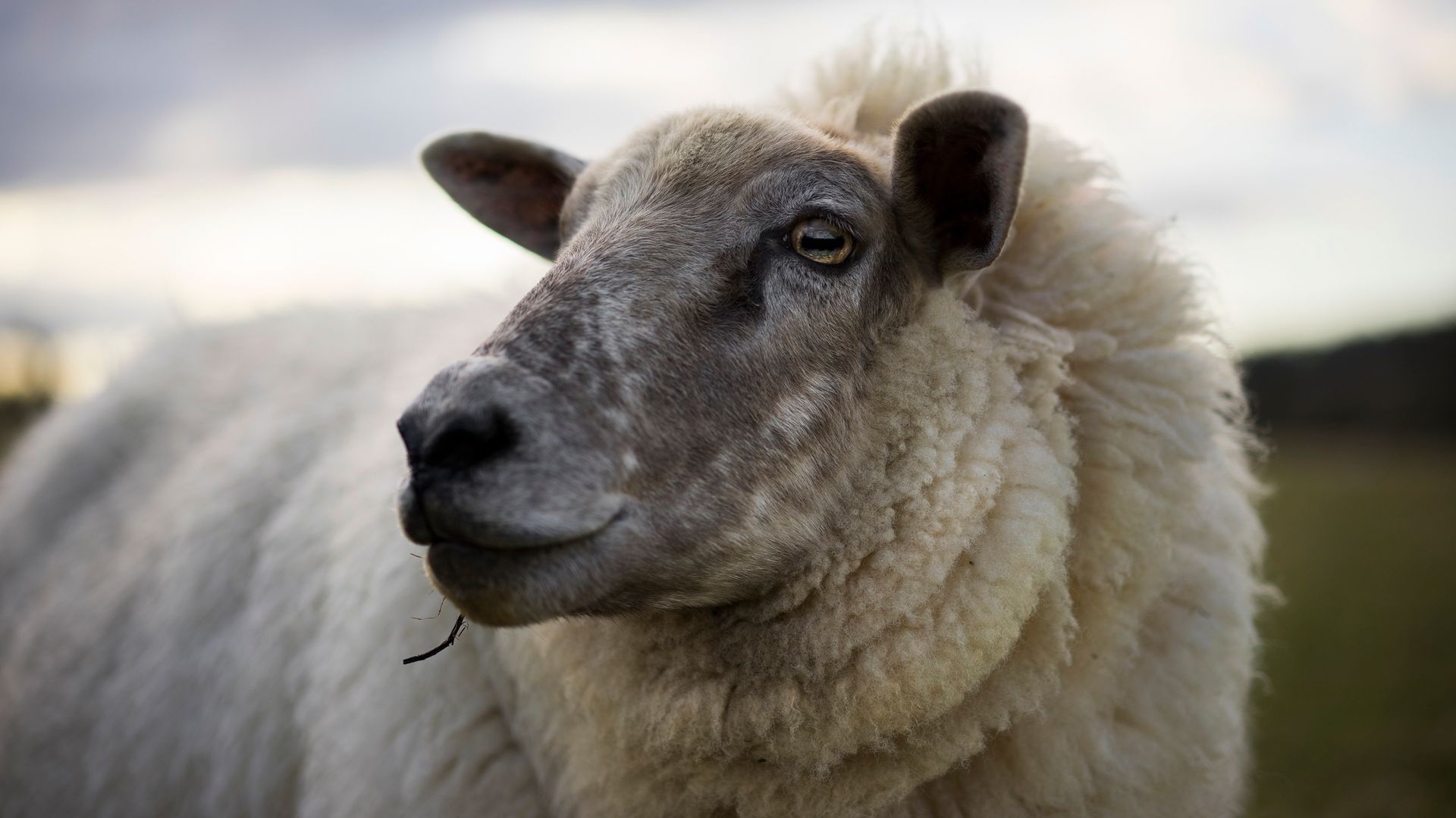 Bluetongue virus discovered in UK