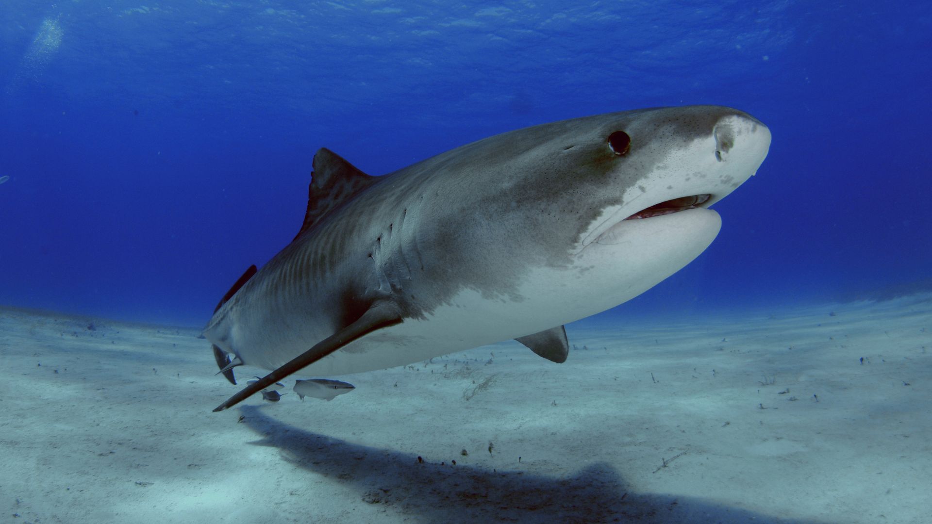 Boy ‘decapitated’ by shark in Jamaica