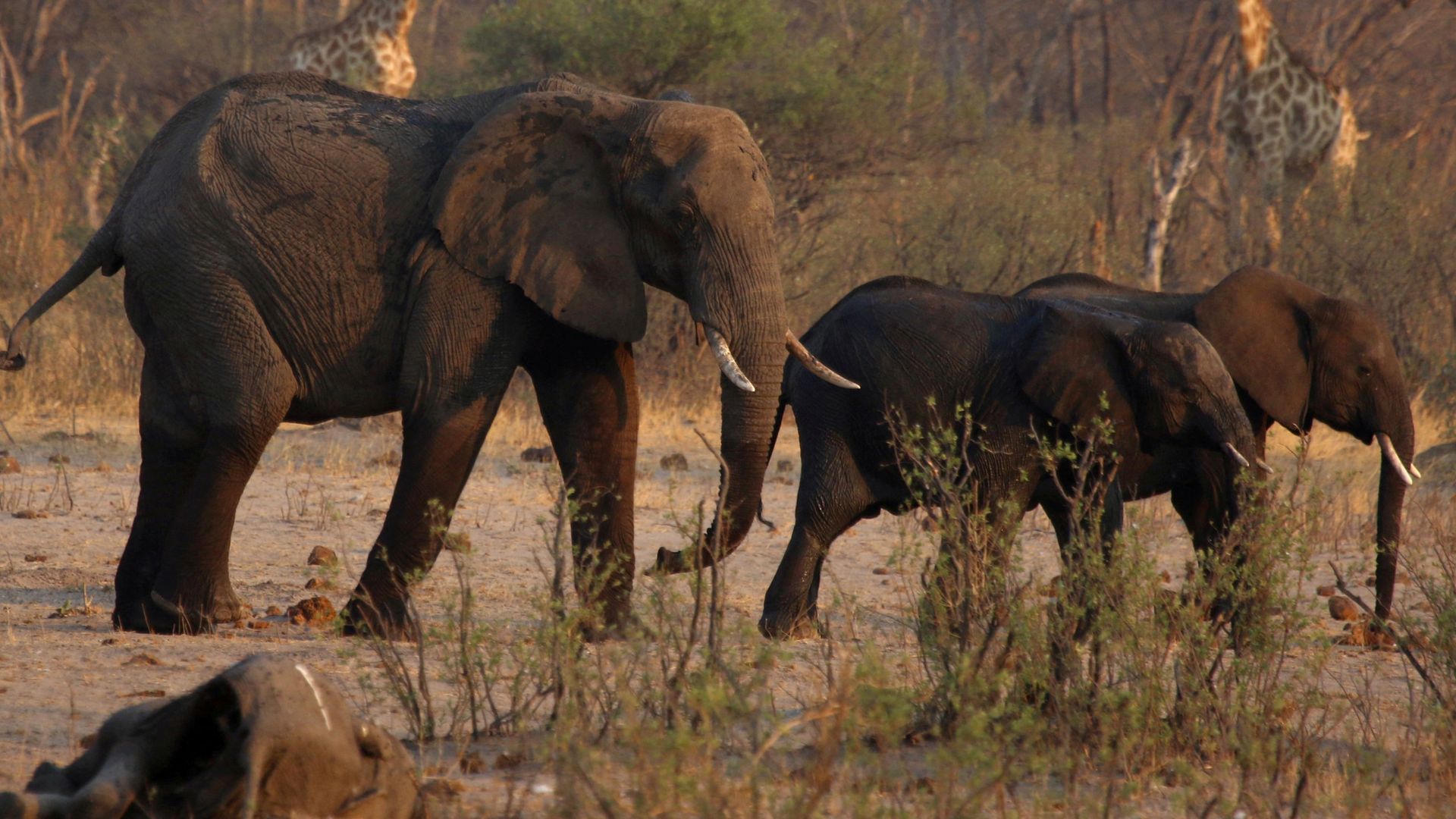 83 elephants and 30 hippos set to be culled – with meat given to people hit by drought