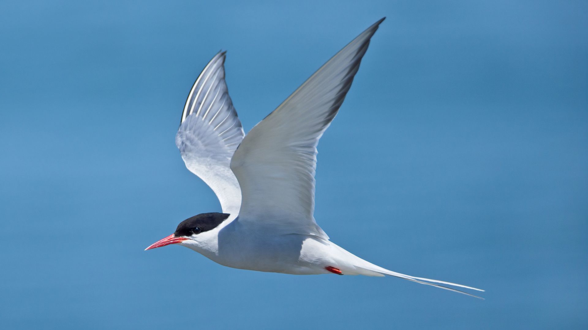 Five more species join list of Britain’s most at risk birds