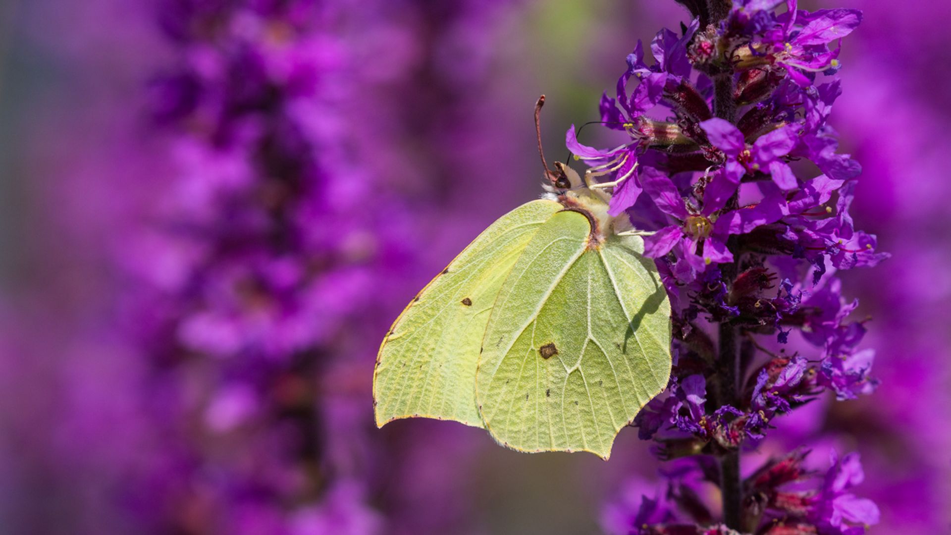 Britain facing ‘butterfly emergency’ – as experts slam ‘tidiness obsession’ with British gardens