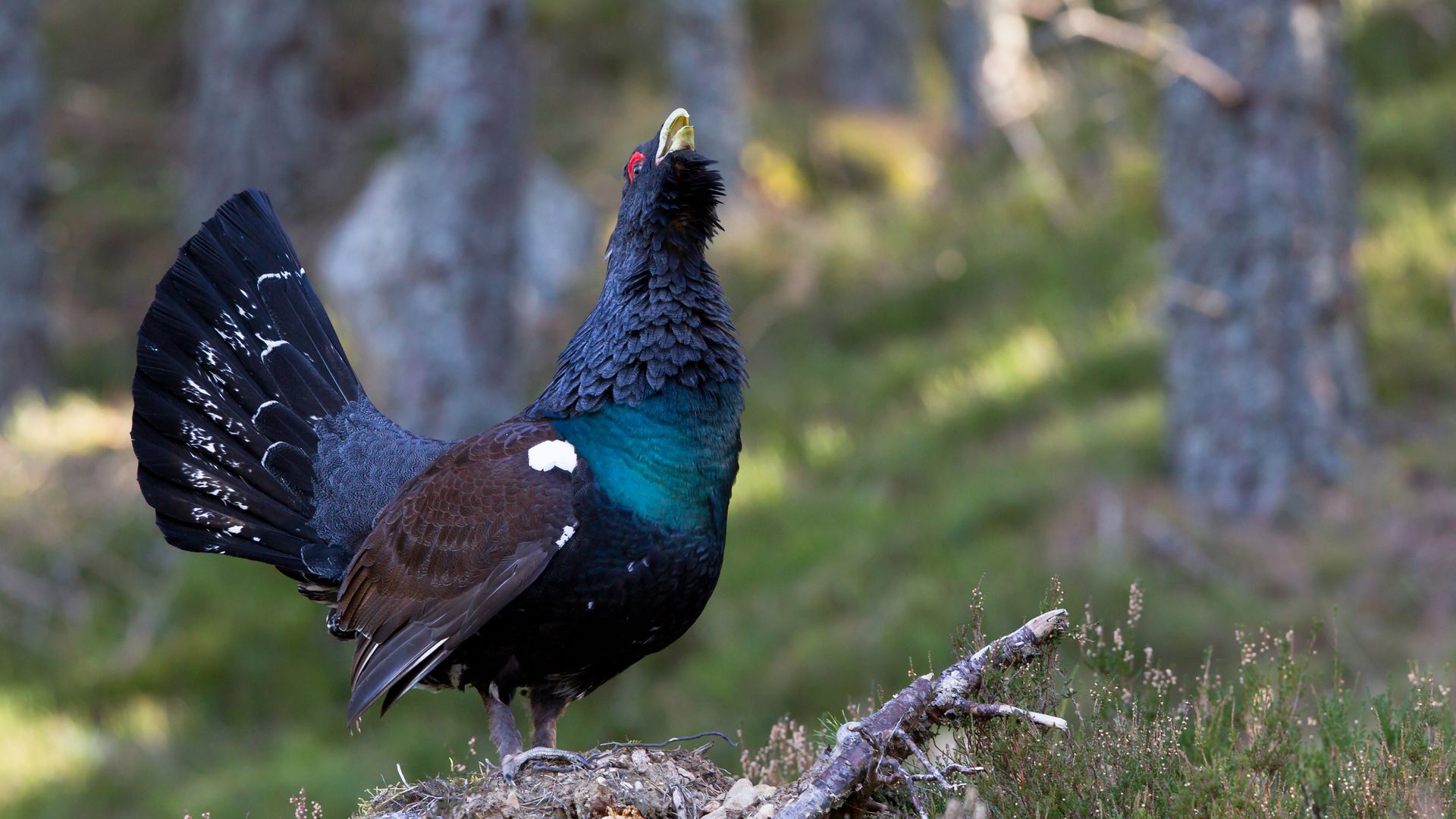 Emergency plan to save capercaillie from extinction in Scotland