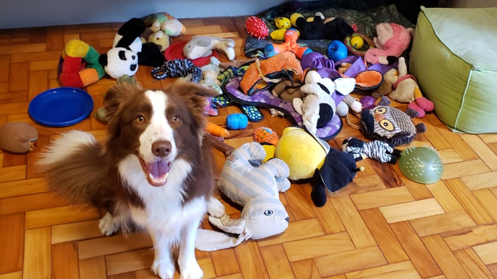 Talented dogs can remember names of toys for at least two years, study finds