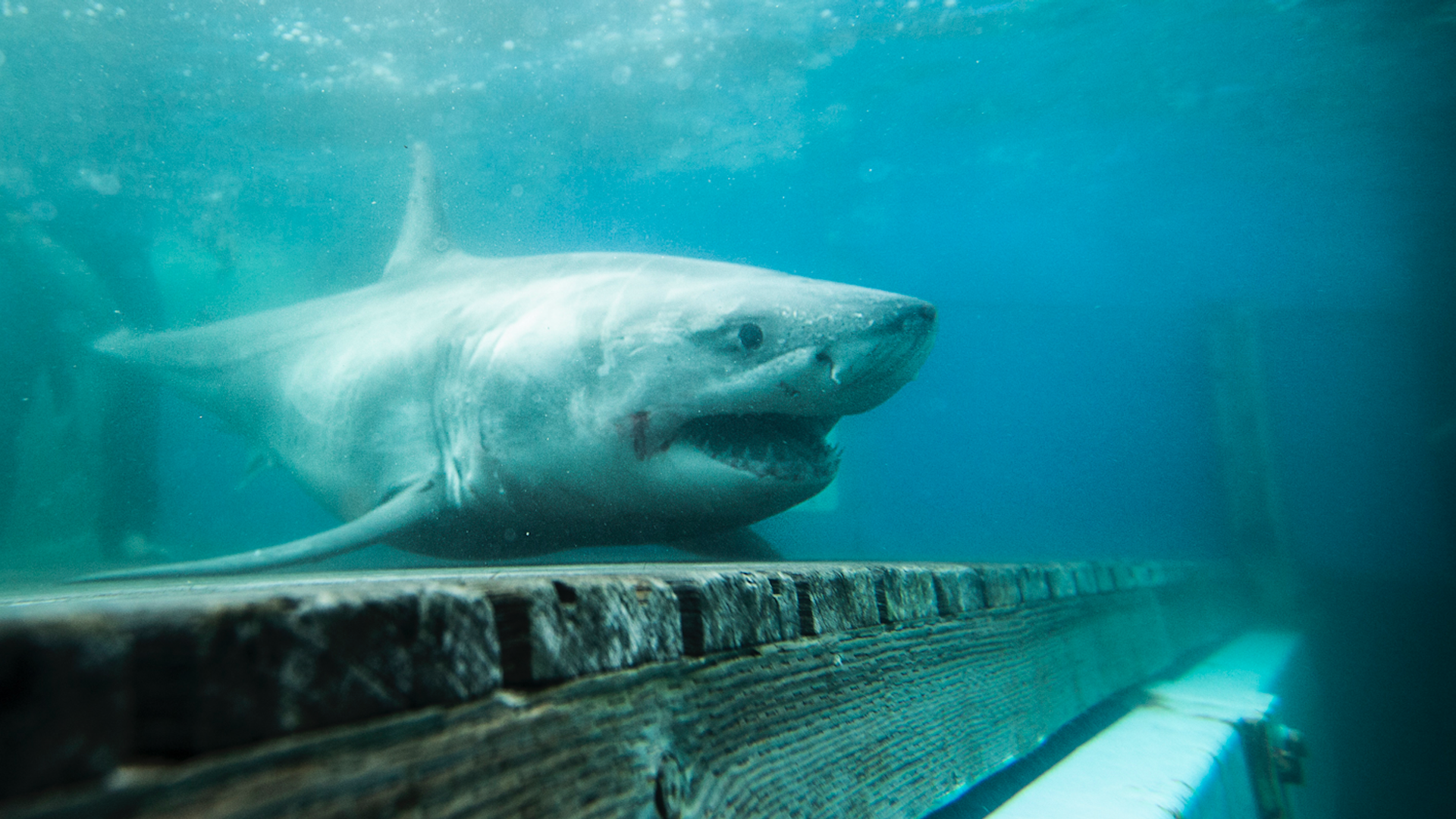 Great white shark hunt ends off Irish coast