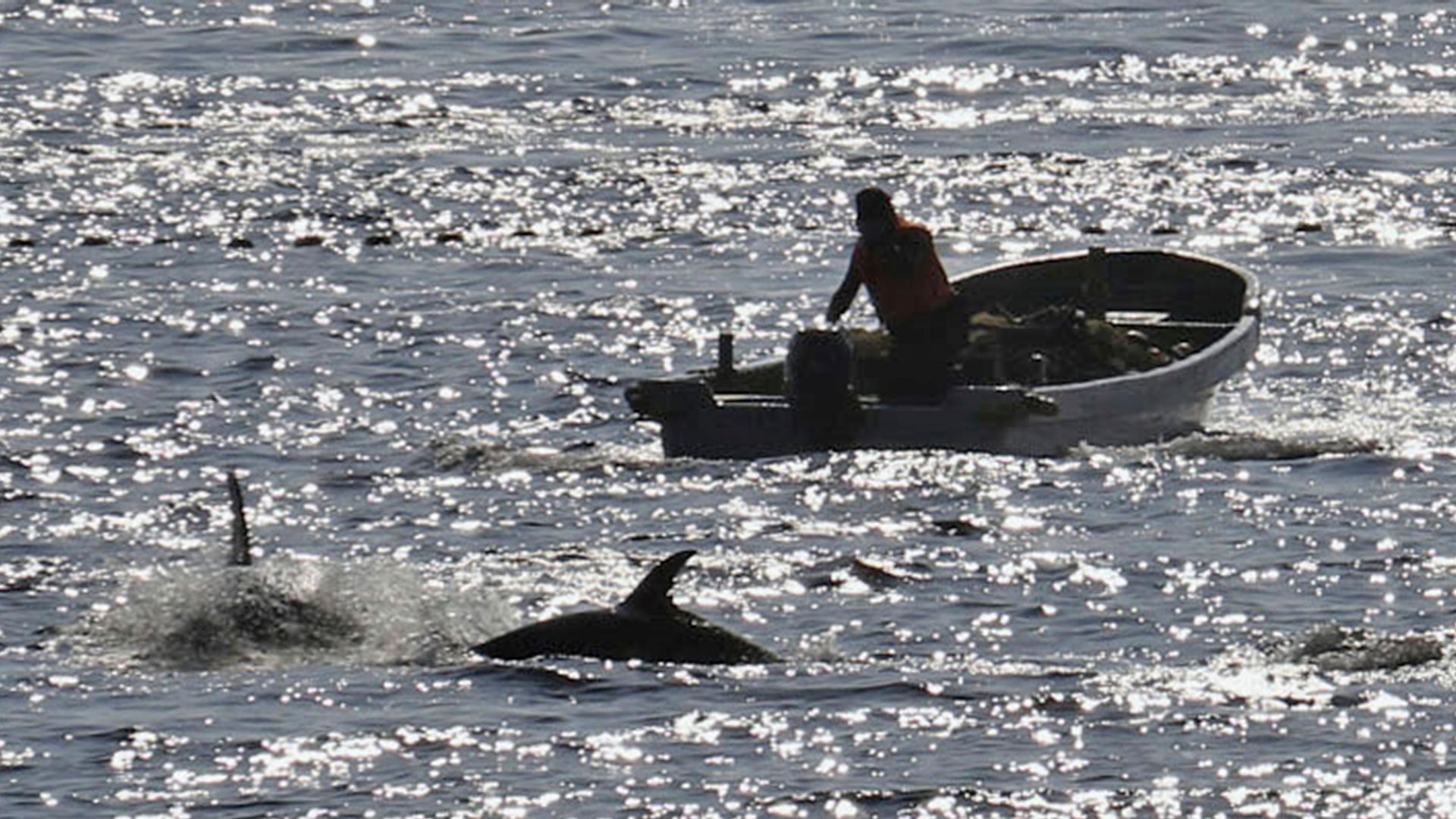 Controversial dolphin hunting season under way in Japan despite opposition