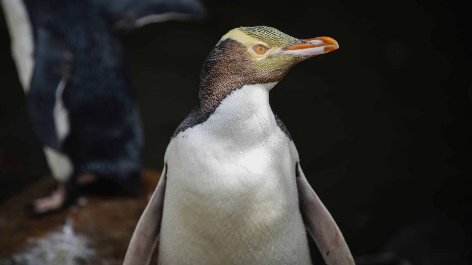 Shy penguin species wins New Zealand’s Bird Of The Year after controversy-free contest