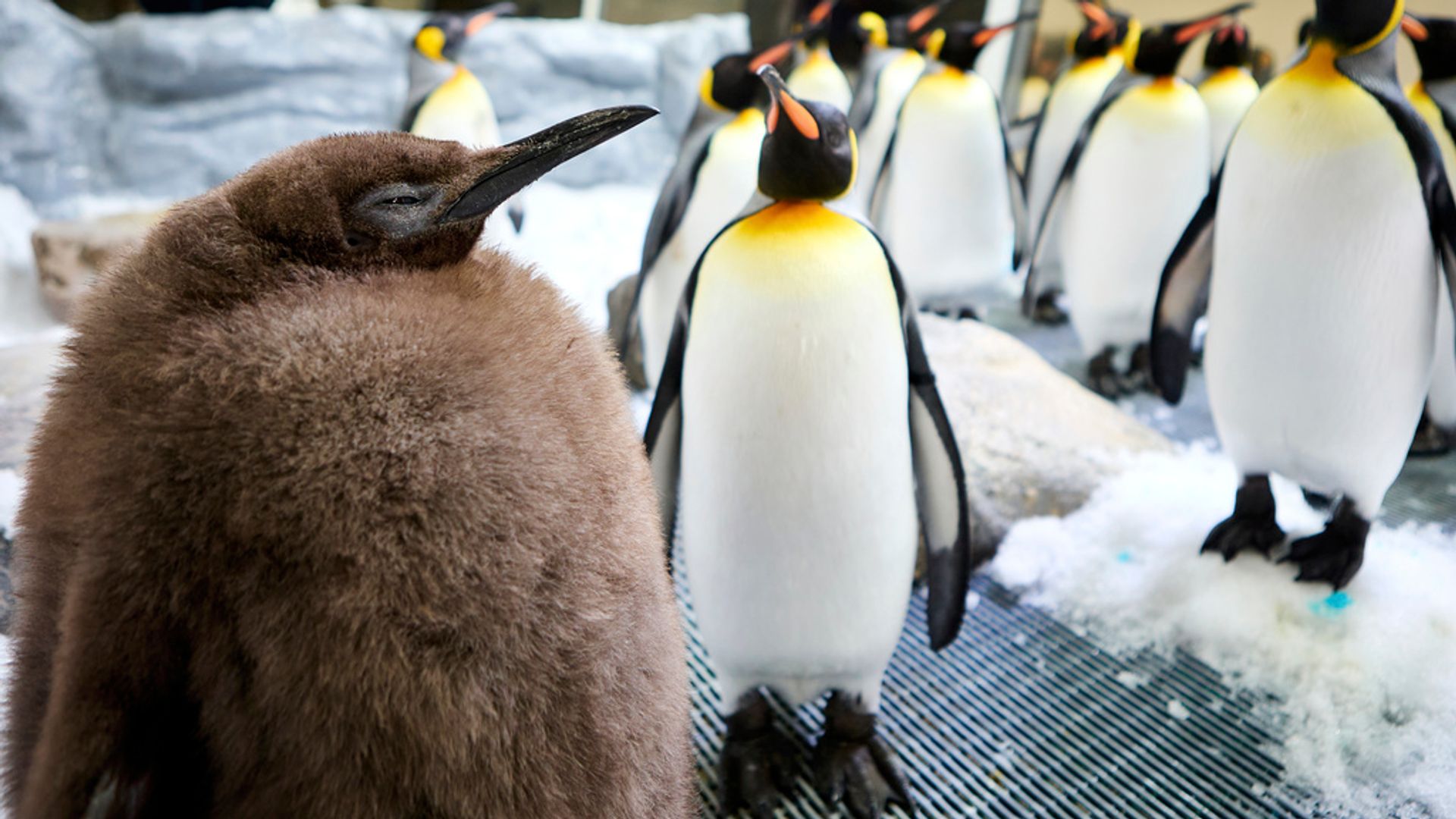 ‘Oh lawd he comin’: Huge penguin chick called Pesto goes viral