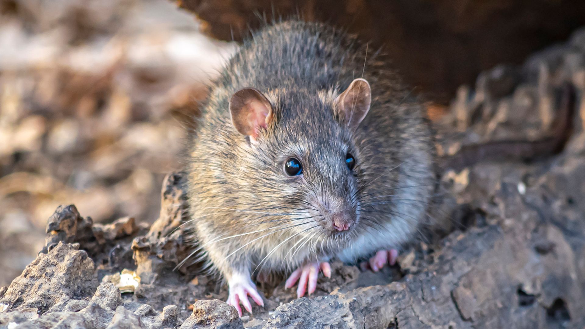 Contraception key to solving New York’s rat problem