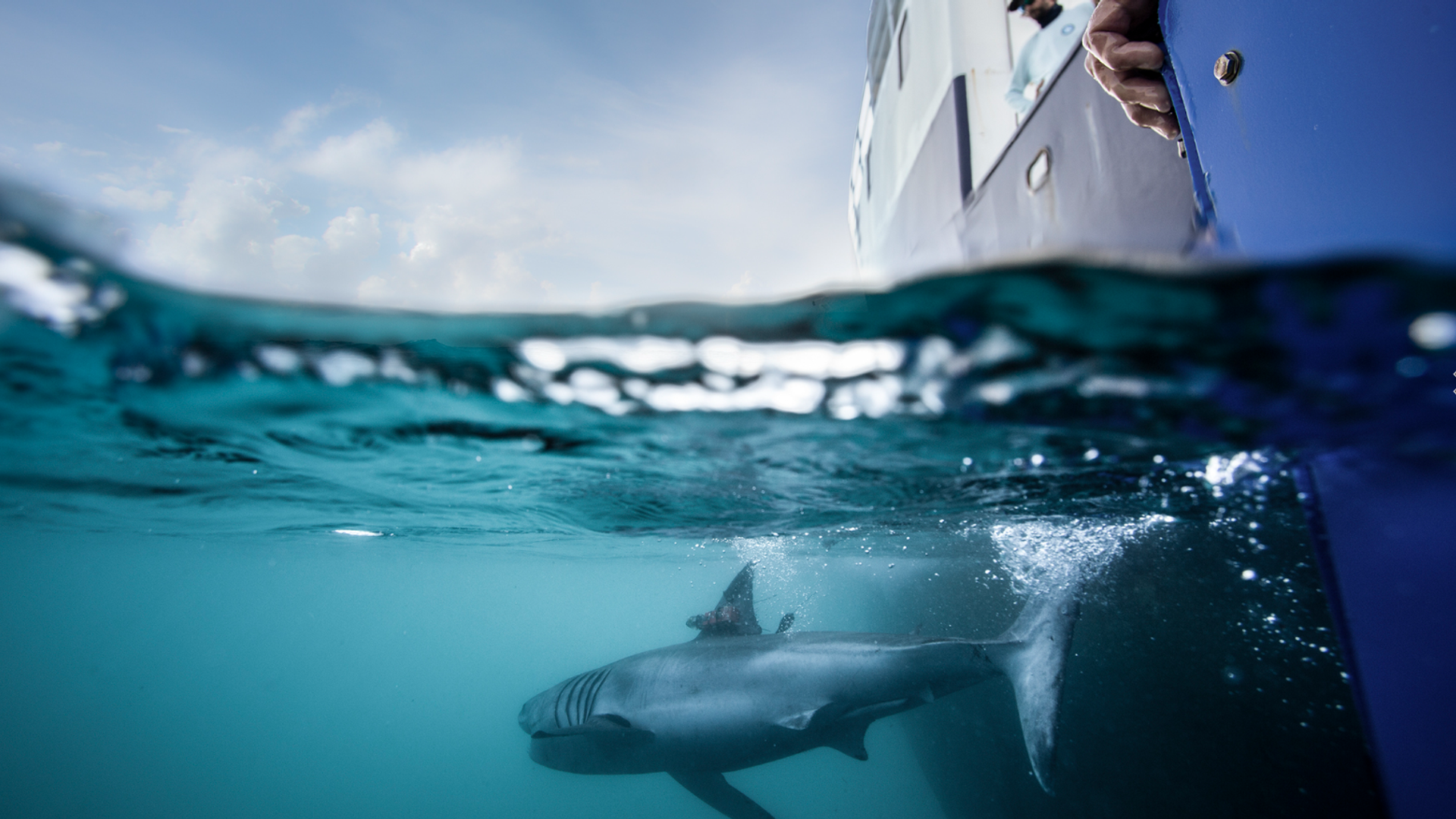 The hunt begins for great white sharks in Irish waters