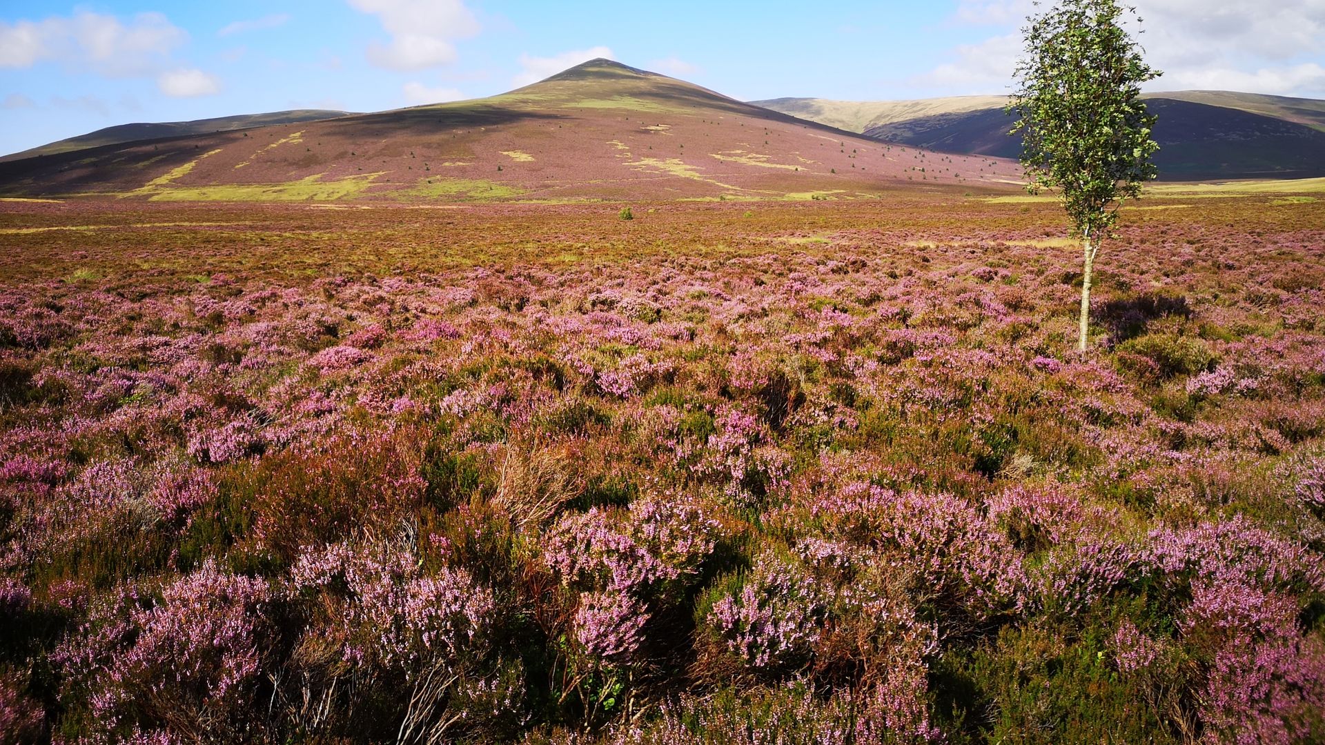 Public urged to help buy England’s highest nature reserve