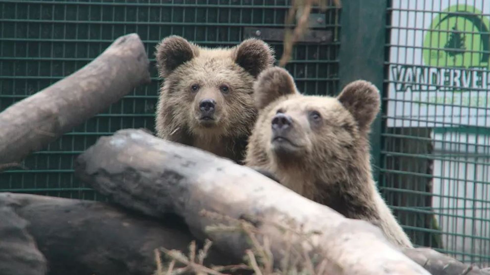 Two young bears escape from enclosure in Devon… and devour a week’s worth of honey