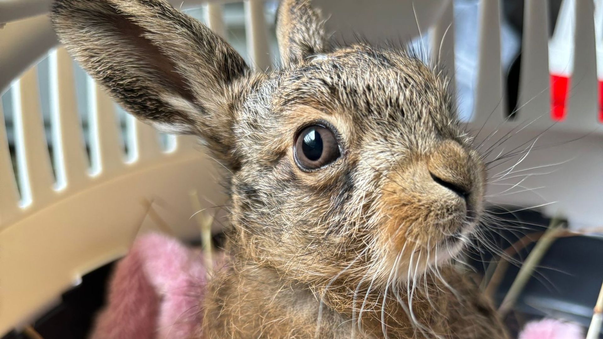 ‘Miracle’ baby hare delivered using penknife in dramatic roadside birth
