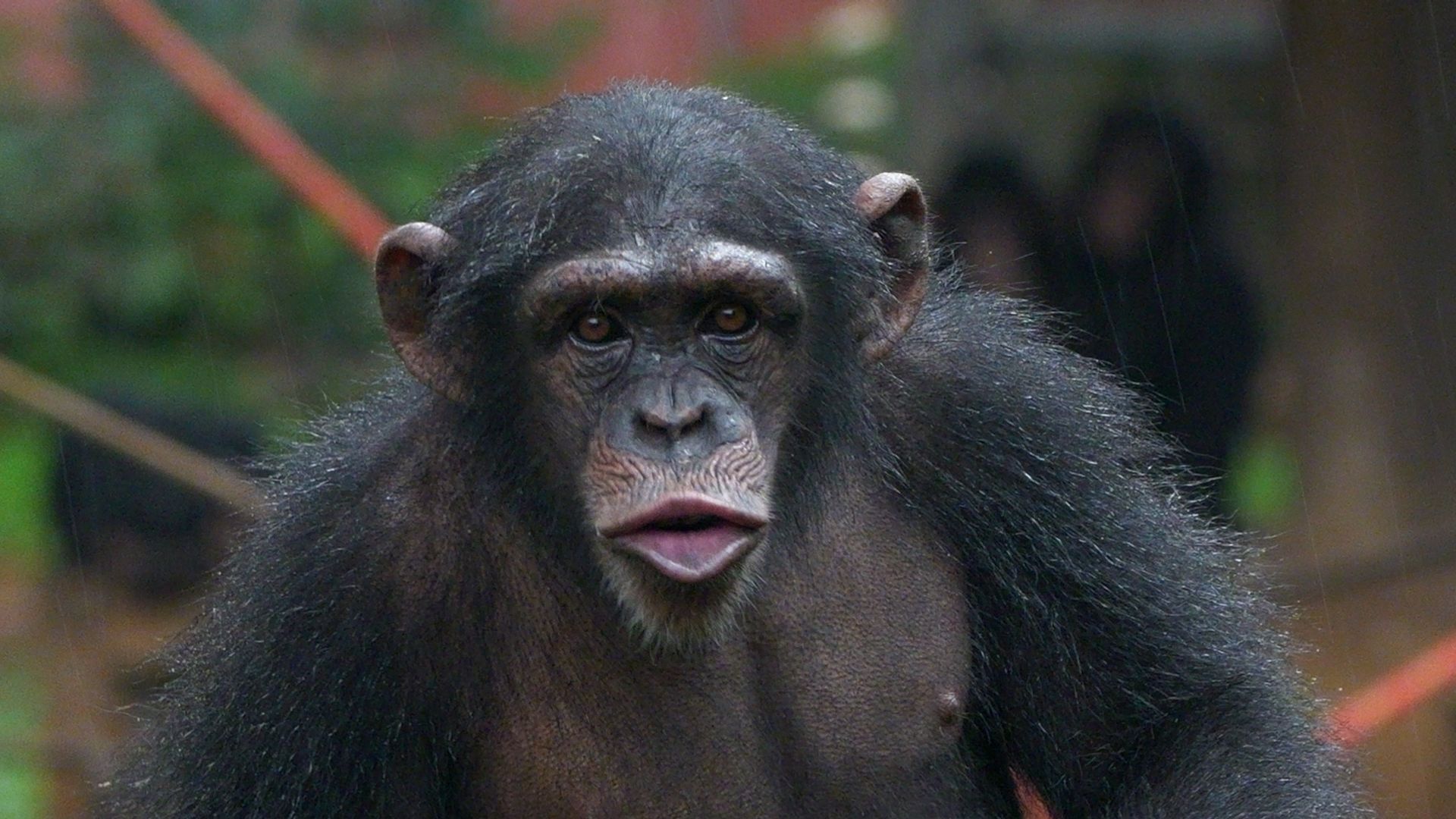 Popular chimp sanctuary closes doors over threat from illegal human land grab