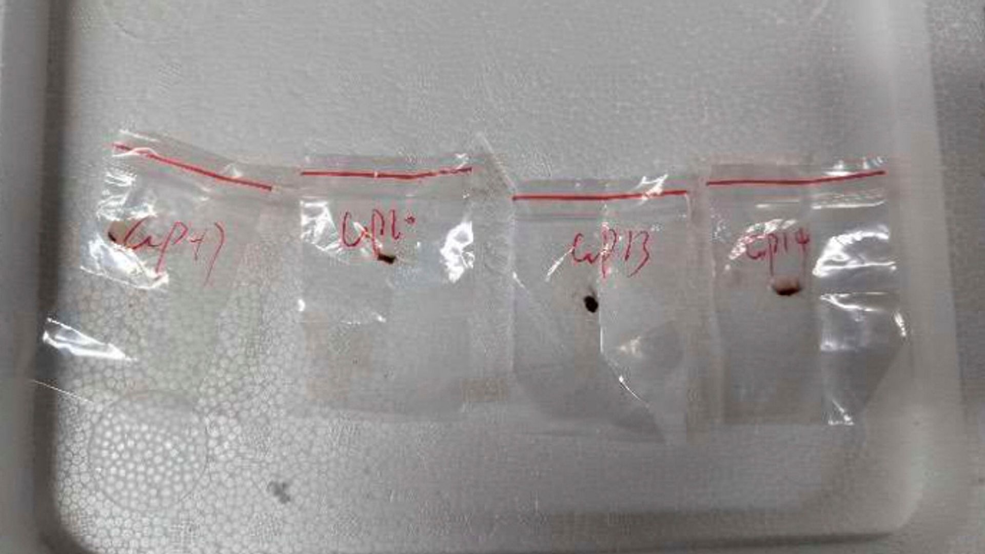 Chinese nationals accused of smuggling ‘agroterrorism’ fungus into US