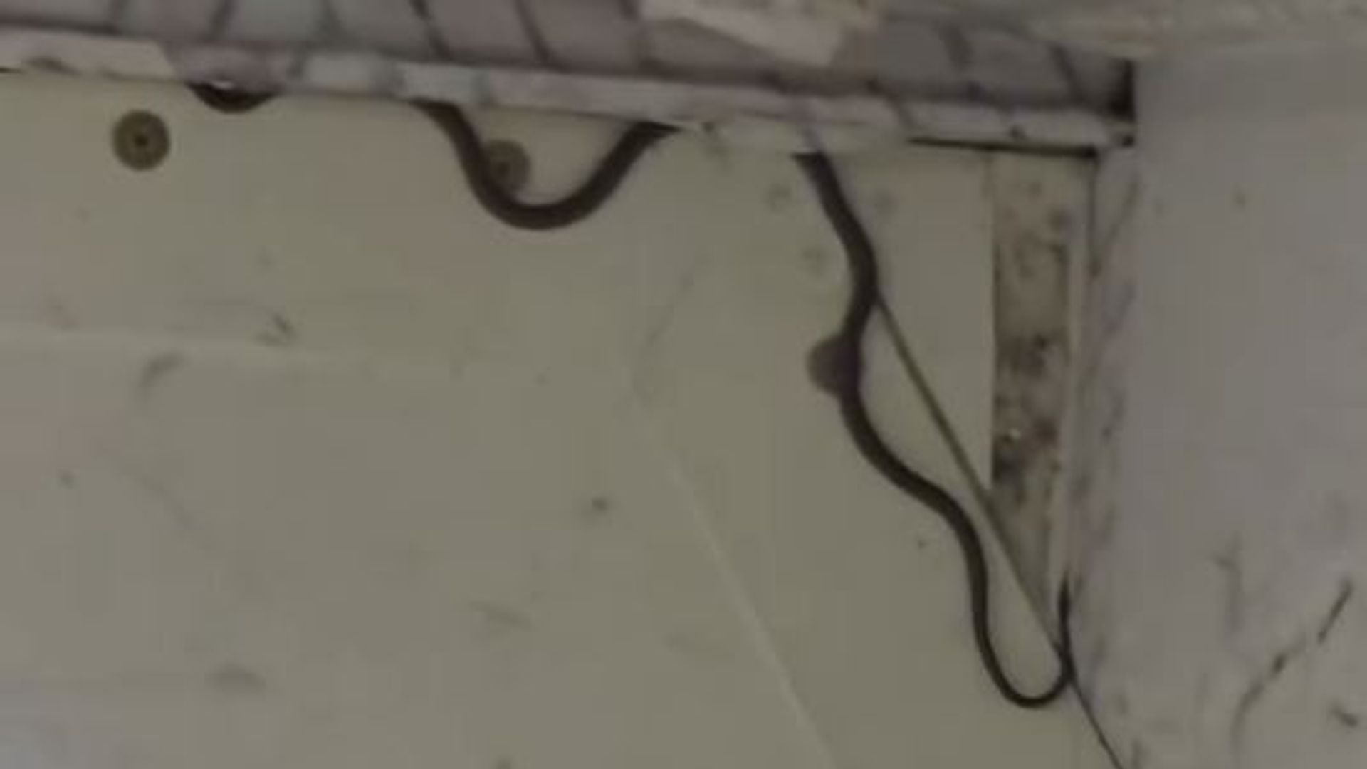 Snake on a plane! Flight delayed for two hours as catcher comes to the rescue